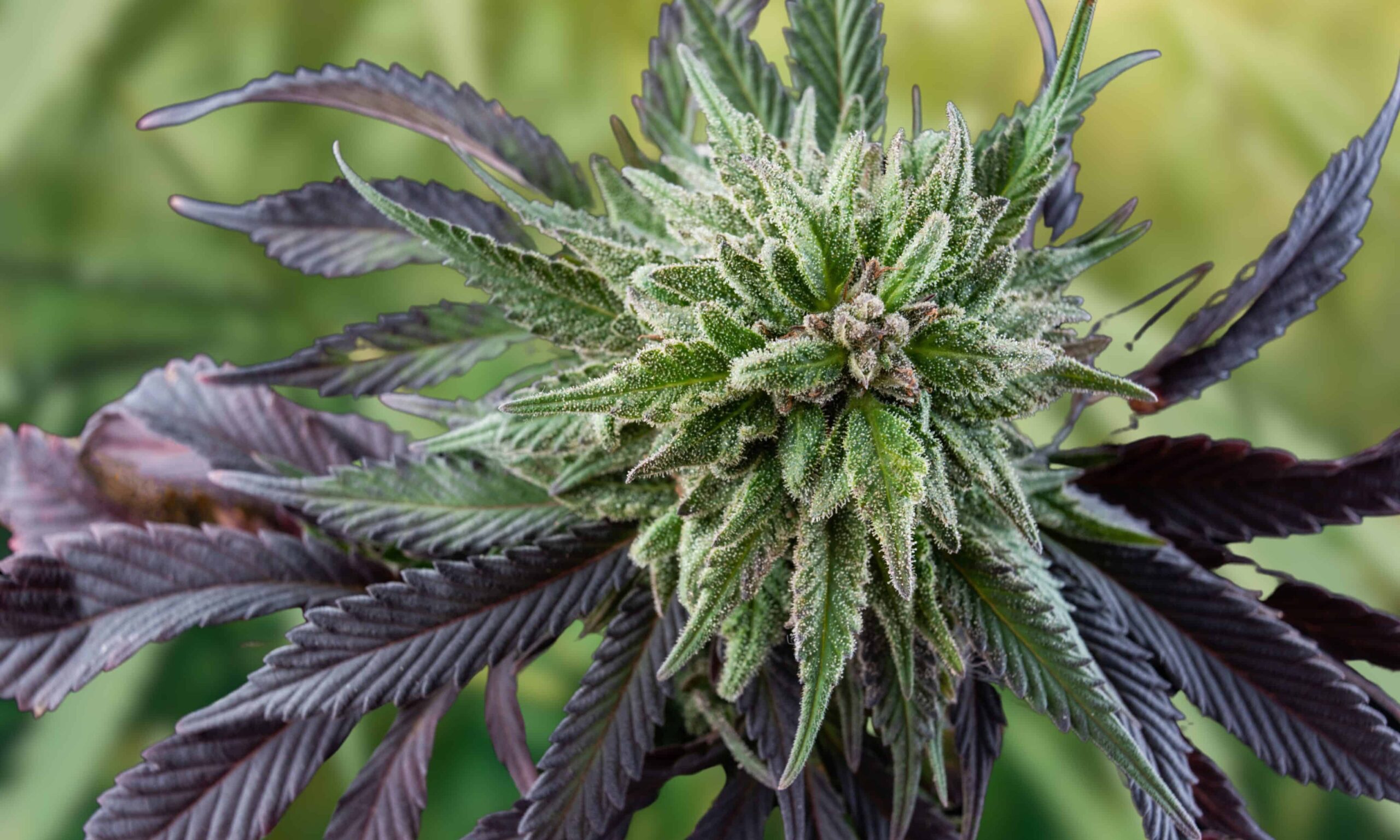 Maine’s 2023 Adult-Use Cannabis Sales Top $200 Million