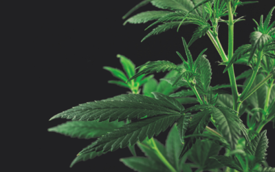 NORML Op-Ed: Is The Government Finally Abandoning Its ‘Flat Earth’ Marijuana Policies?