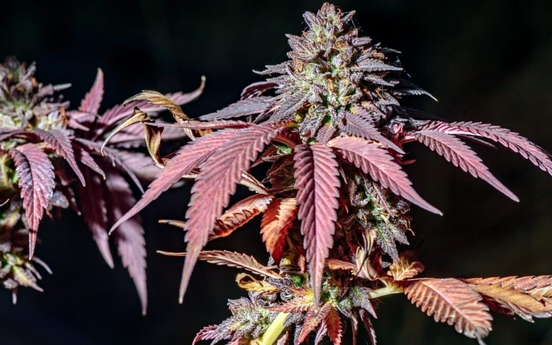 Virginia House, Senate Approve Separate Weed Sales Bills