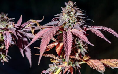 Virginia House, Senate Approve Separate Weed Sales Bills