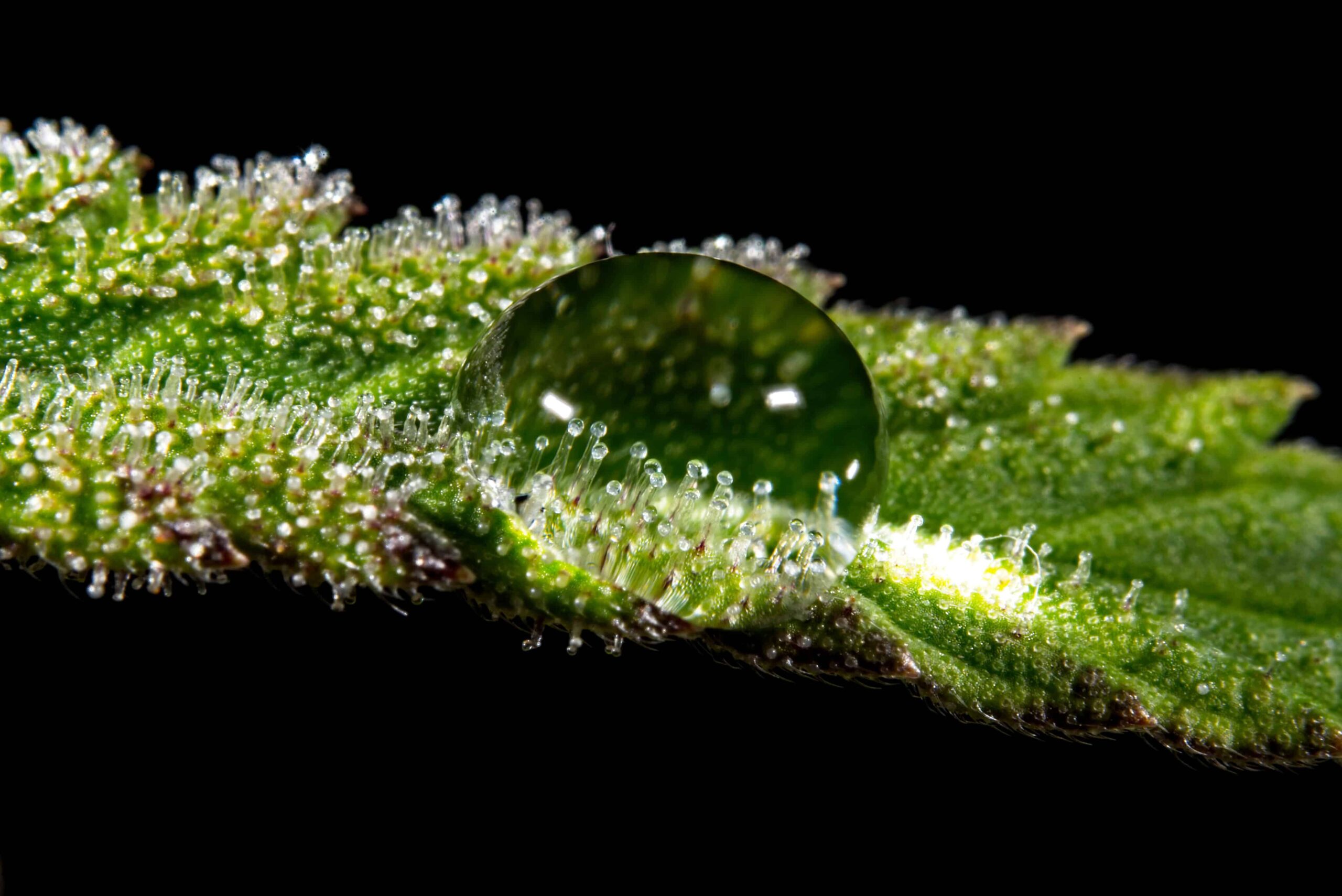Report: Unlicensed Cannabis Grows Use More Water Than Licensed Grows in California