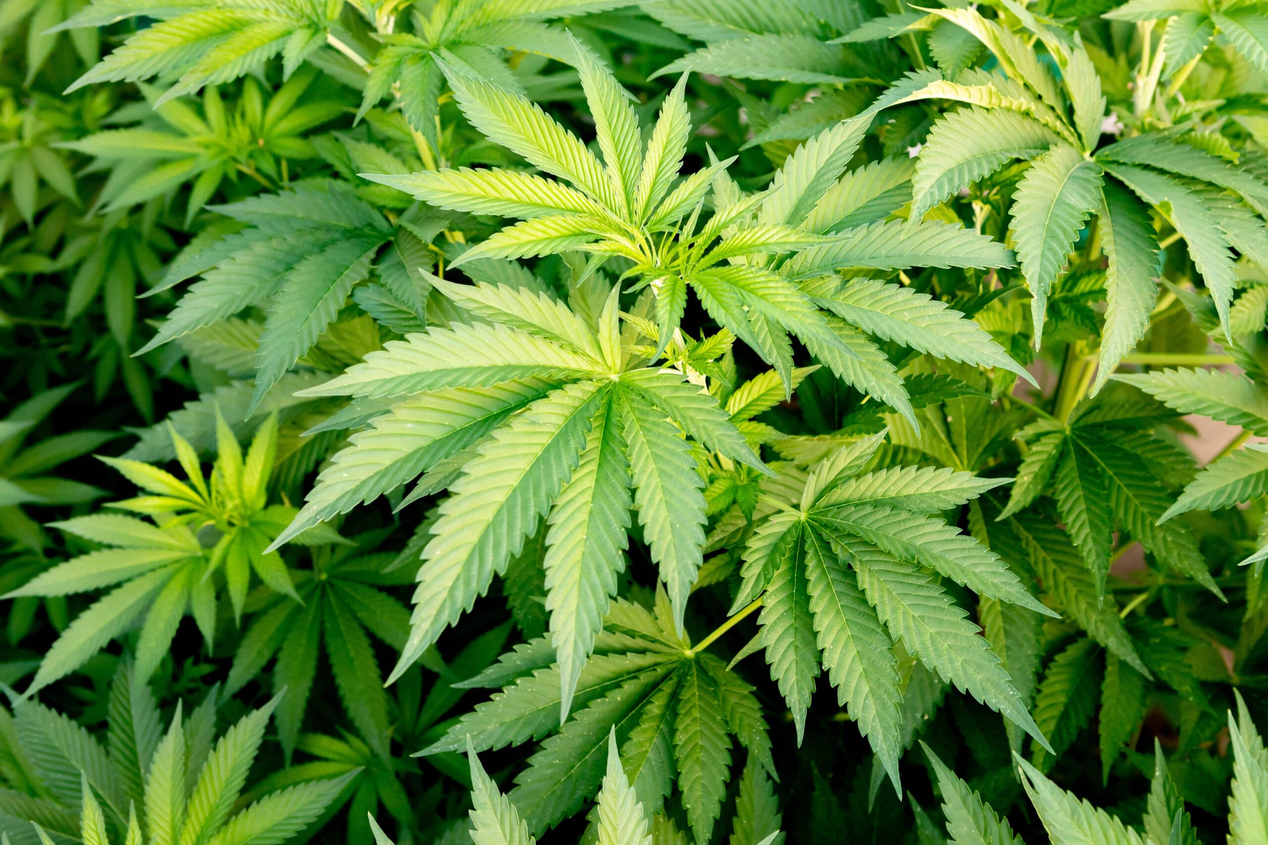 Iowa Lawmakers Approve Bill To Regulate Consumable Hemp Products