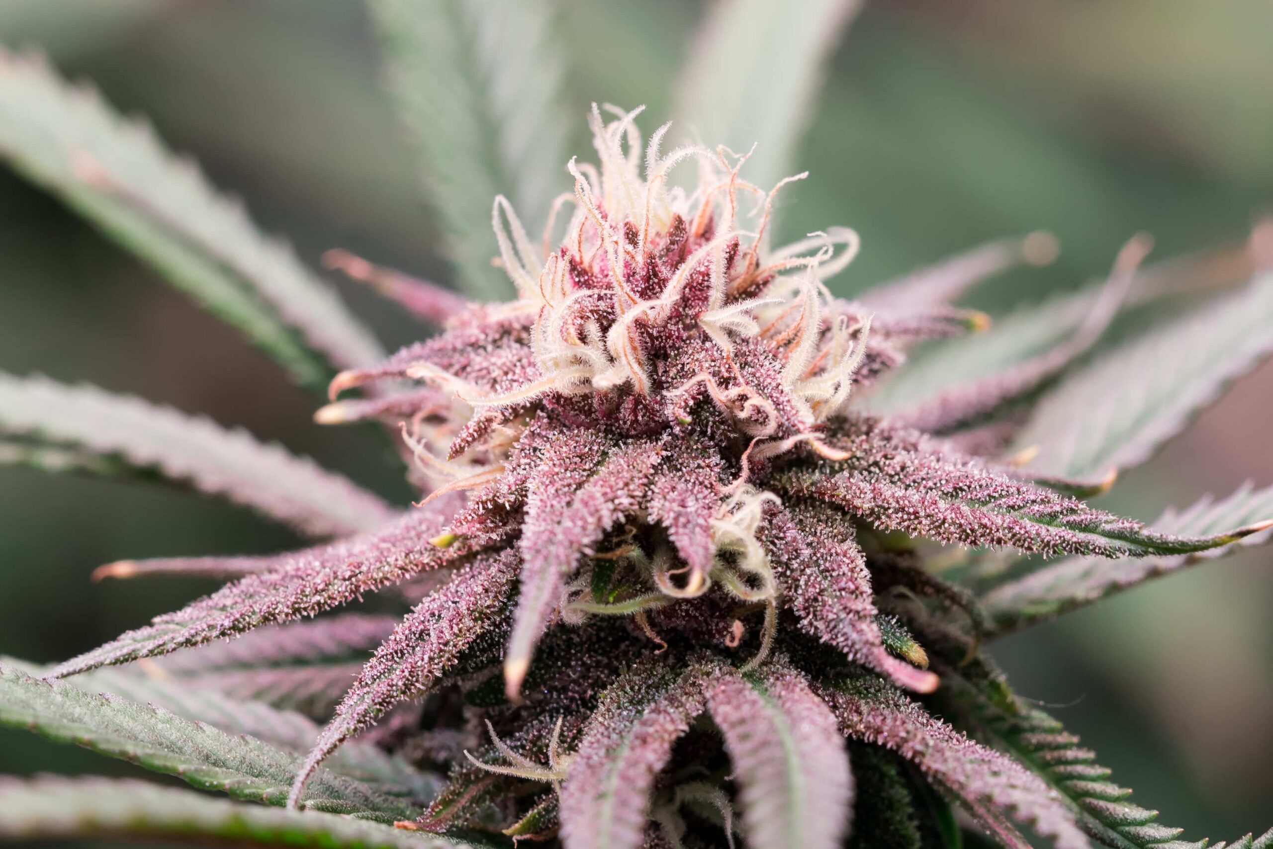 Ohio Legislators Still Working To Implement Changes to Adult-Use Cannabis Law