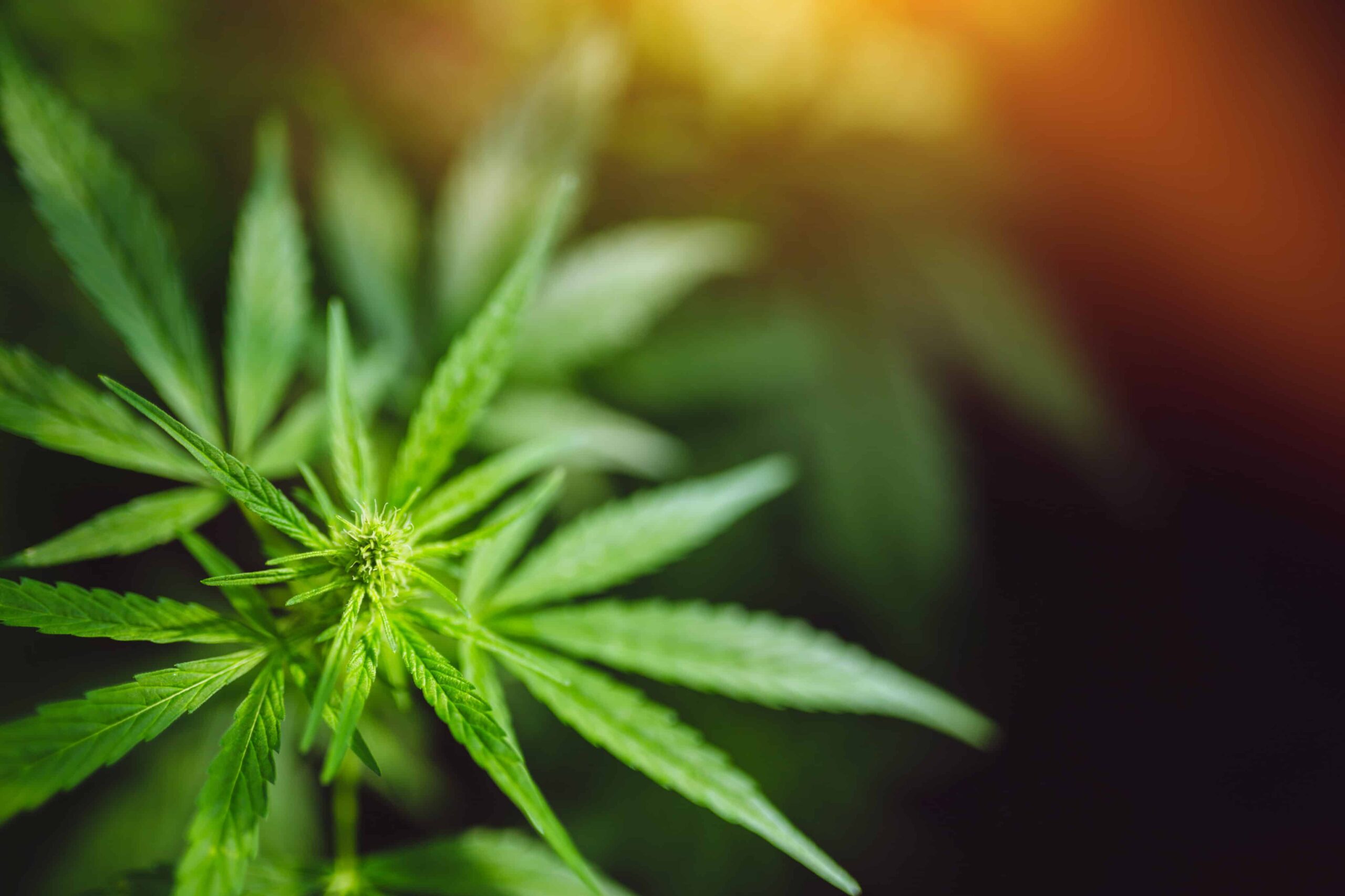 Florida House Panel Advances Bill To Restrict Hemp Cannabinoids