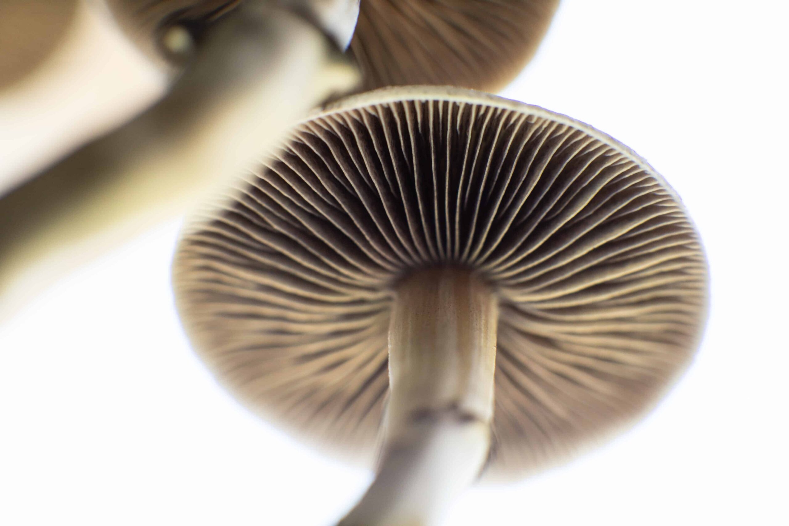 New Mexico Governor Signs Psilocybin Memorial Legislation