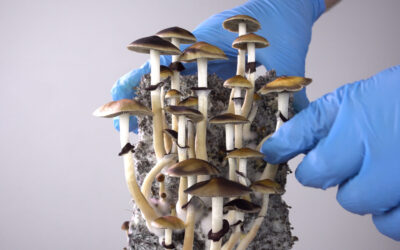 Arizona Bill Would Legalize Psilocybin Service Centers, Add to Current Research Efforts