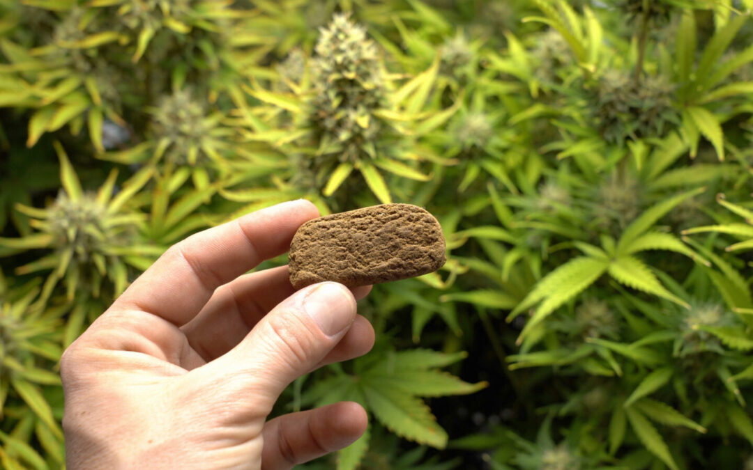 Man Swallows Over 110 Grams of Hash in Attempt To Avoid Getting Busted in Bermuda