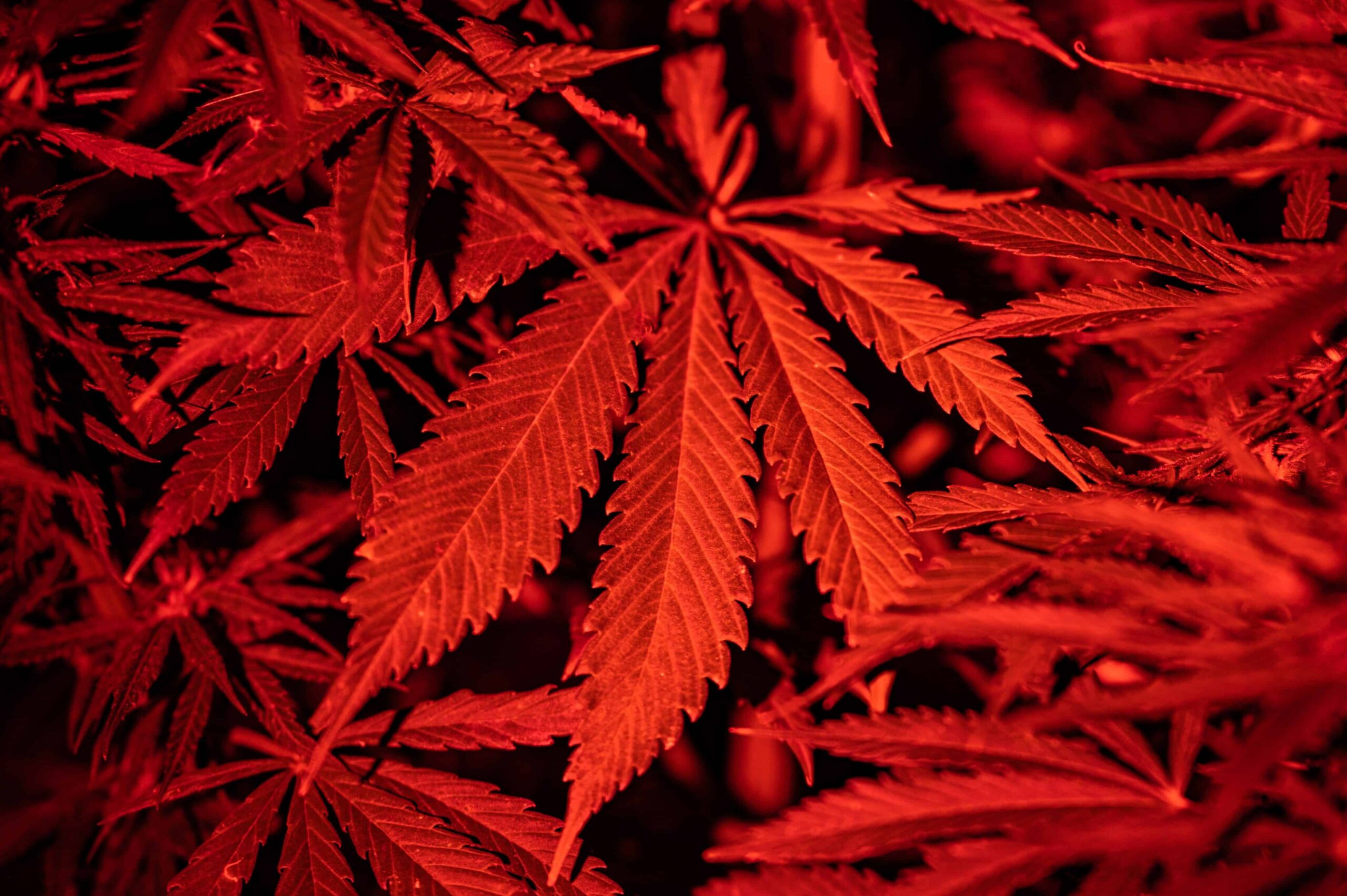 South Carolina Bans CBD, Intoxicating Hemp Products in Extreme Crackdown