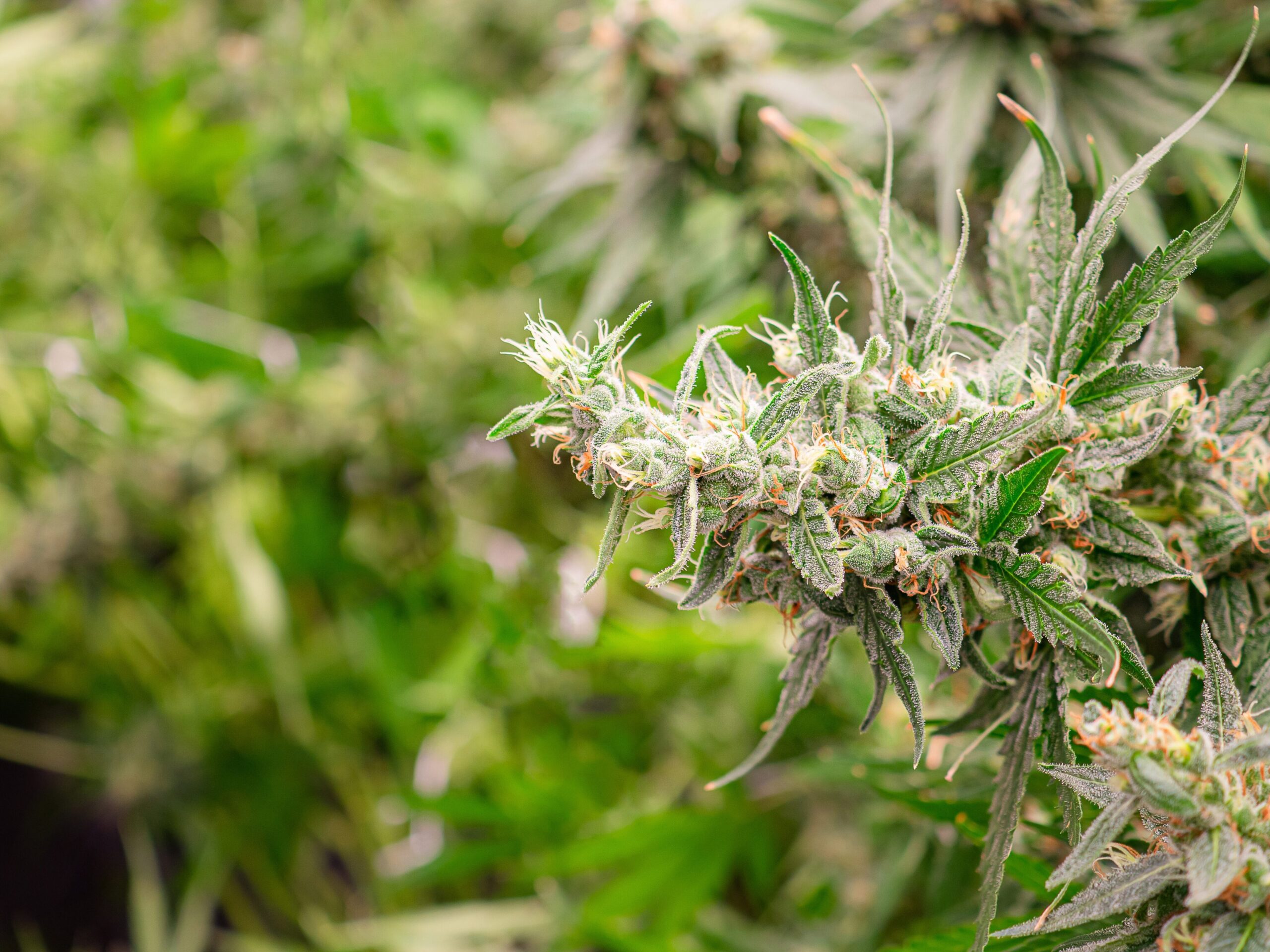 Metrc Announces Cannabis Track-and-Trace Contract With Kentucky