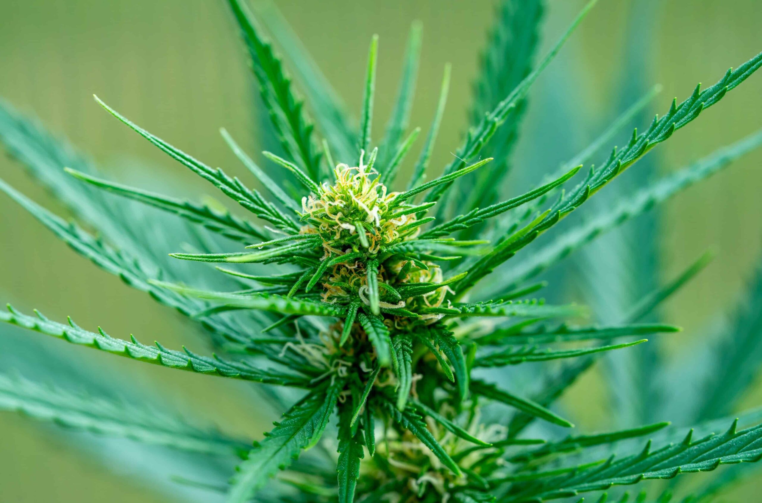 Pennsylvania Borough Working on Cannabis Decriminalization