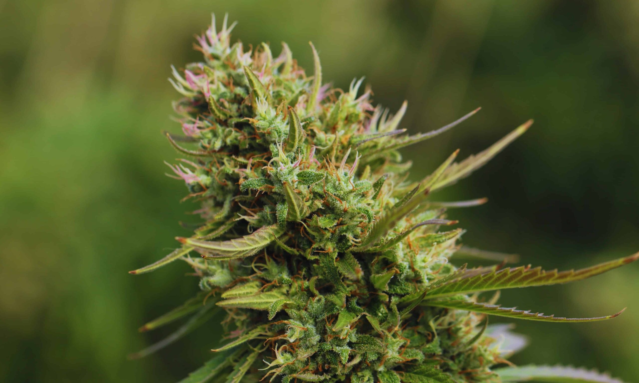 Massachusetts Cannabis Business Owners’ Lawsuit Against the U.S. Government Continues