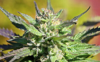 Medical Cannabis Bill Dies in Wisconsin Legislature