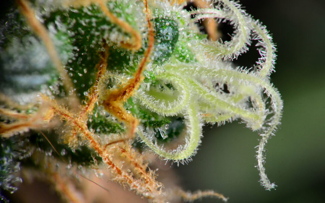 U.S. Virgin Islands Push Rec Industry Forward, Approve Adult-Use MJ Regulations