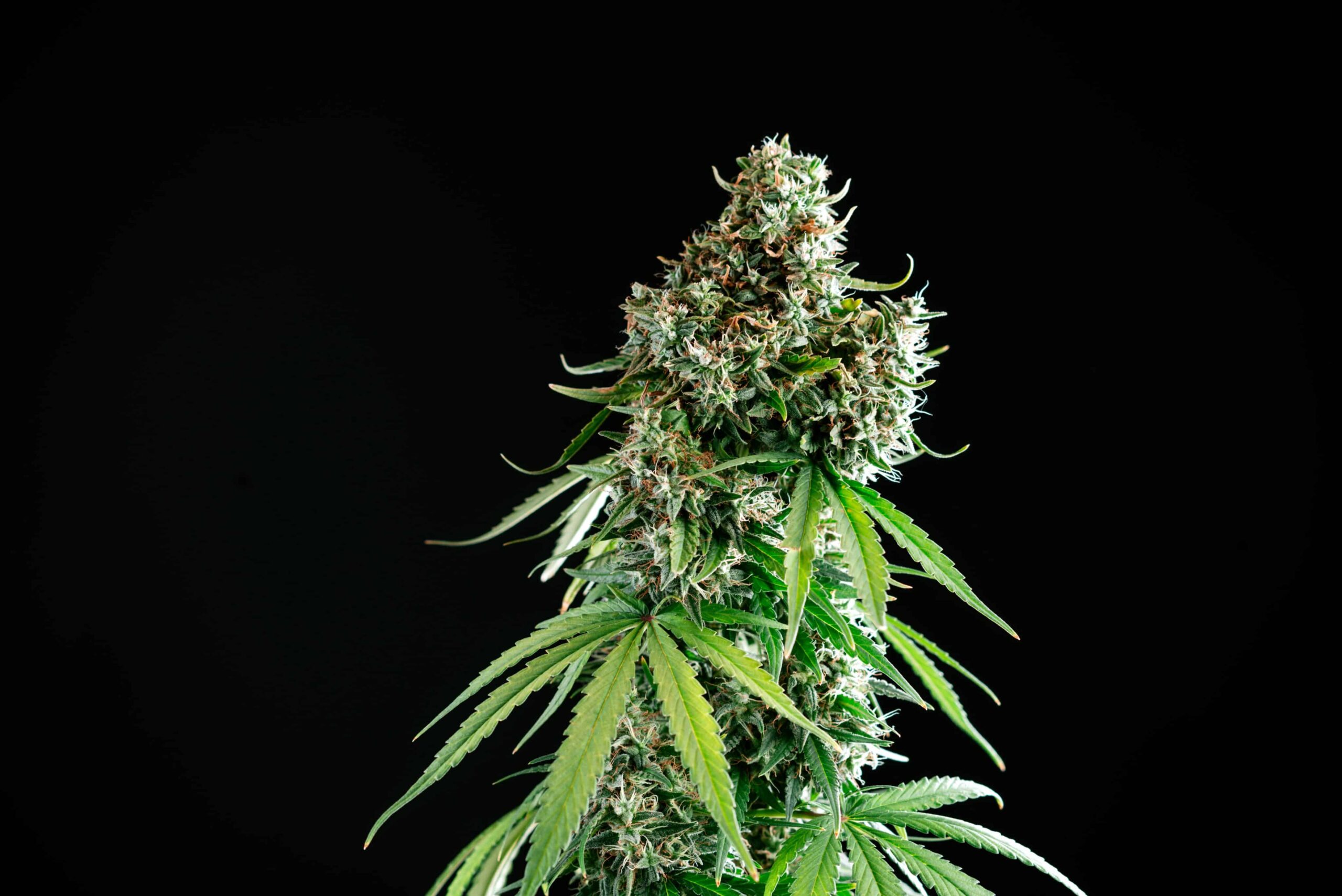 Germany’s Coalition Government Reaches Deal on Weed Legalization