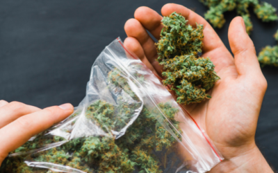 Study: Growing Percentage of Cannabis Consumers Transitioning to the Legal Market