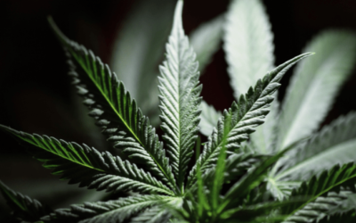 Massachusetts: Governor Issues Pardons For Those With Misdemeanor Marijuana Convictions