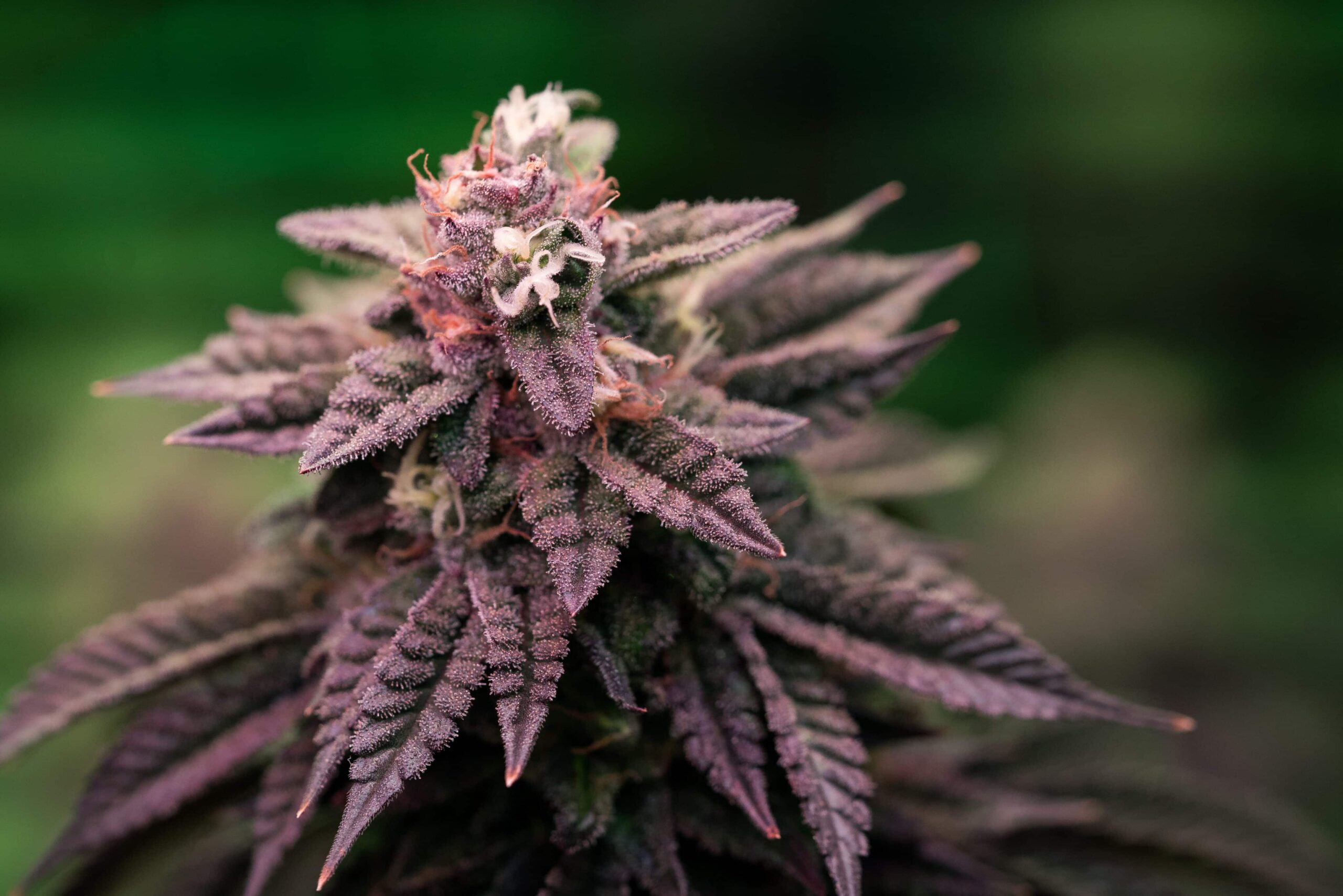 Reported THC Potency For Cali Weed Drops After New Rules Take Effect