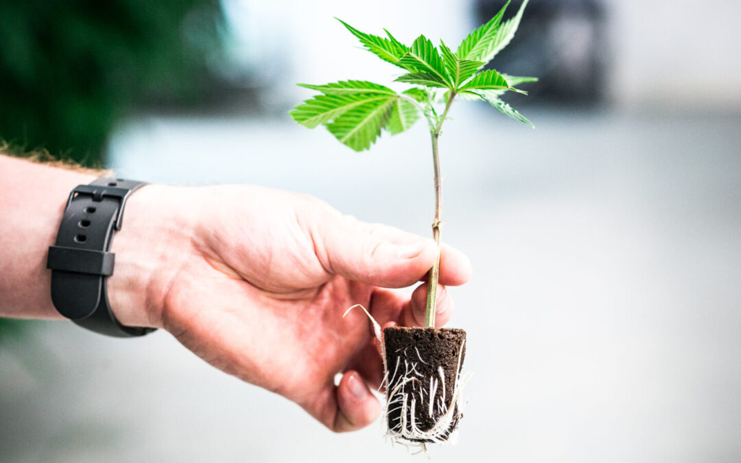 Cannabis Cultivator Fees Waived in New York Until 2026