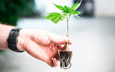 Cannabis Cultivator Fees Waived in New York Until 2026