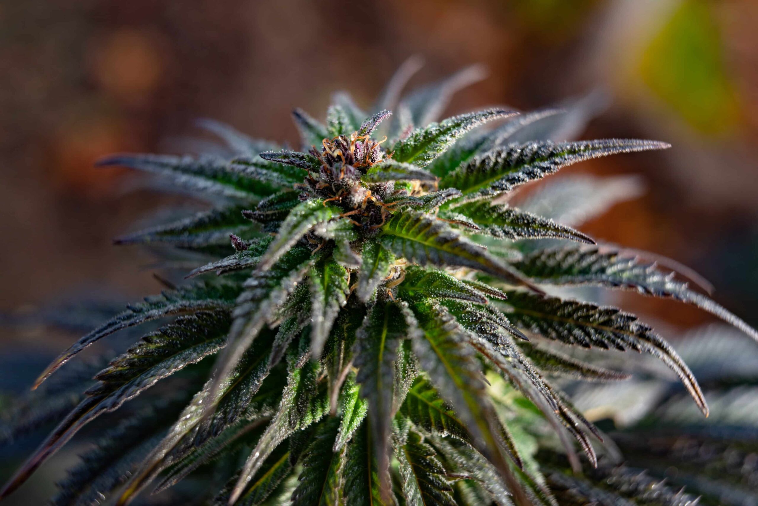 Hawaiian Senate Overwhelmingly Approves Adult-Use Cannabis Legalization Bill