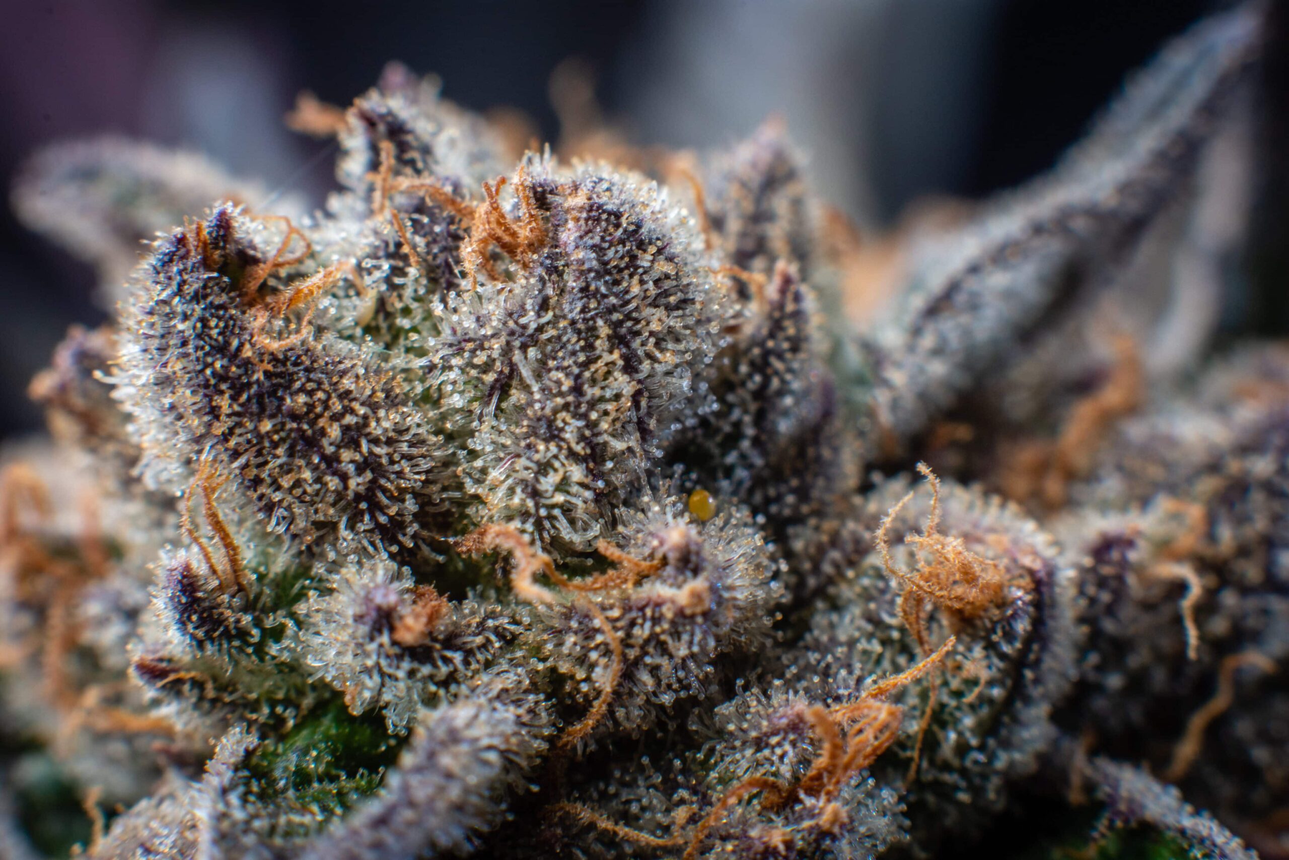 New Cannabis Lawsuit Filed Against Federal Government
