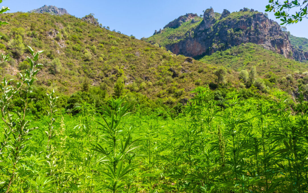Morocco Reports First Legal Cannabis Cultivation Numbers, 294 Tons in 2023