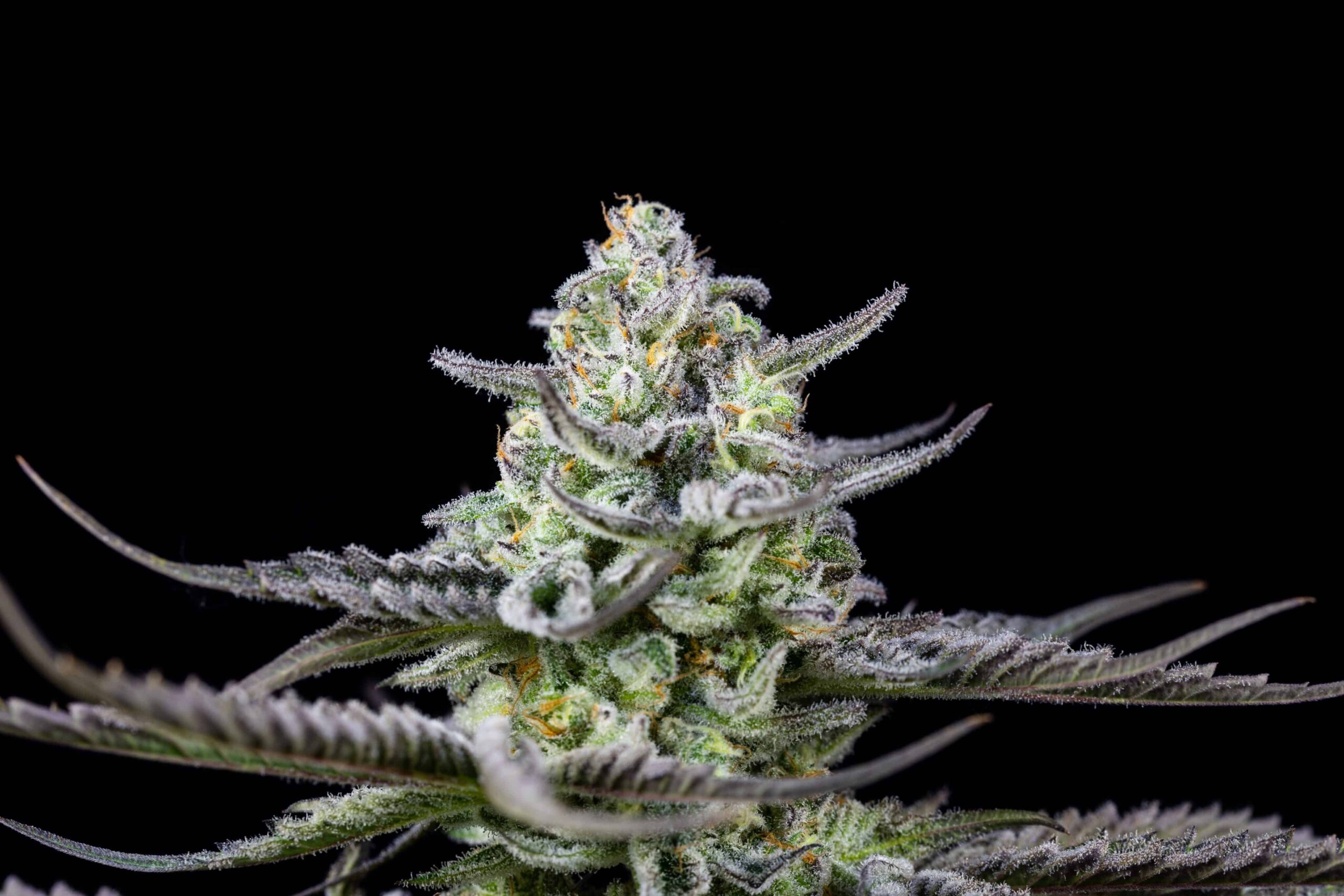 Weed Megacorp To Exit Maine Adult-Use Market