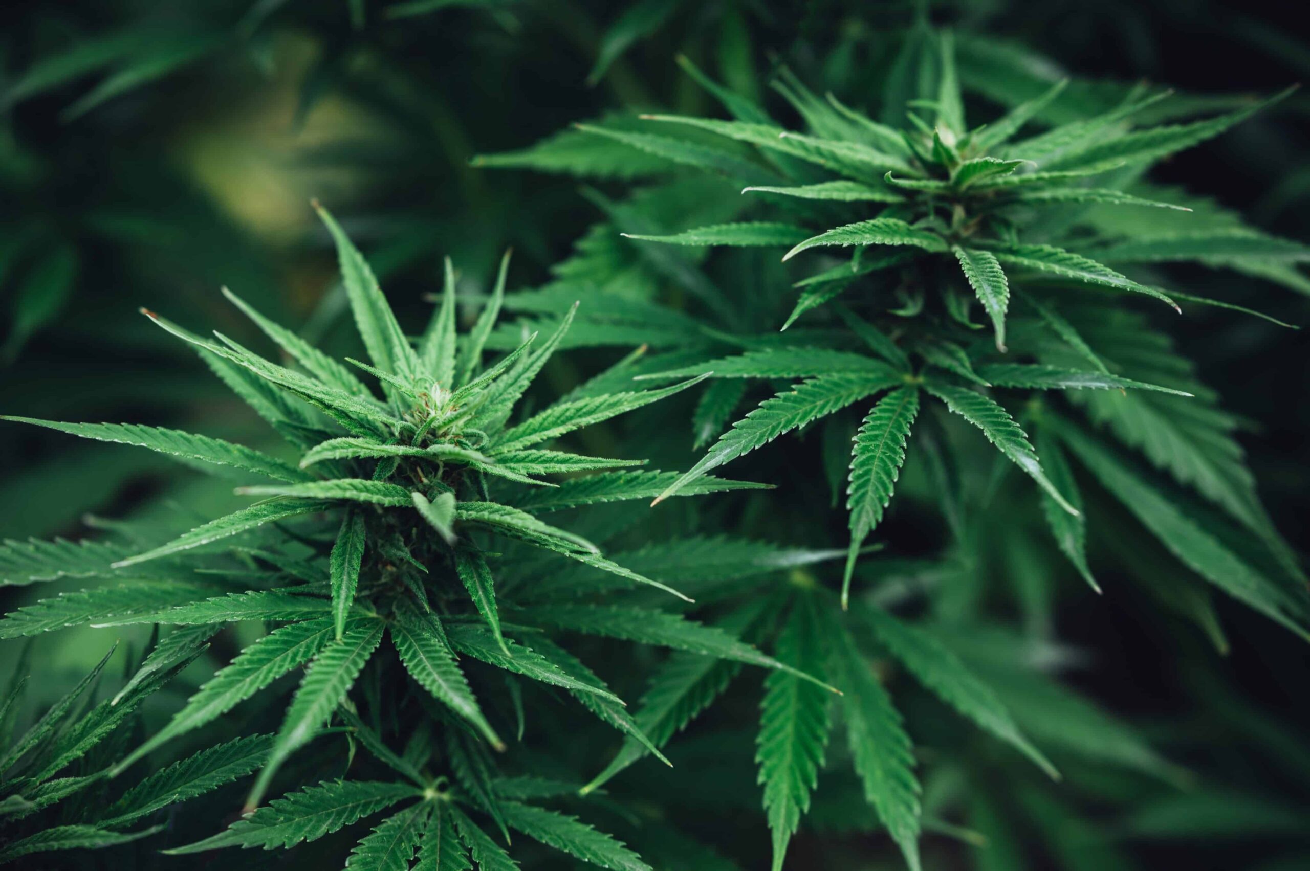 State Attorneys General Ask Congress To Regulate Intoxicating Hemp Products
