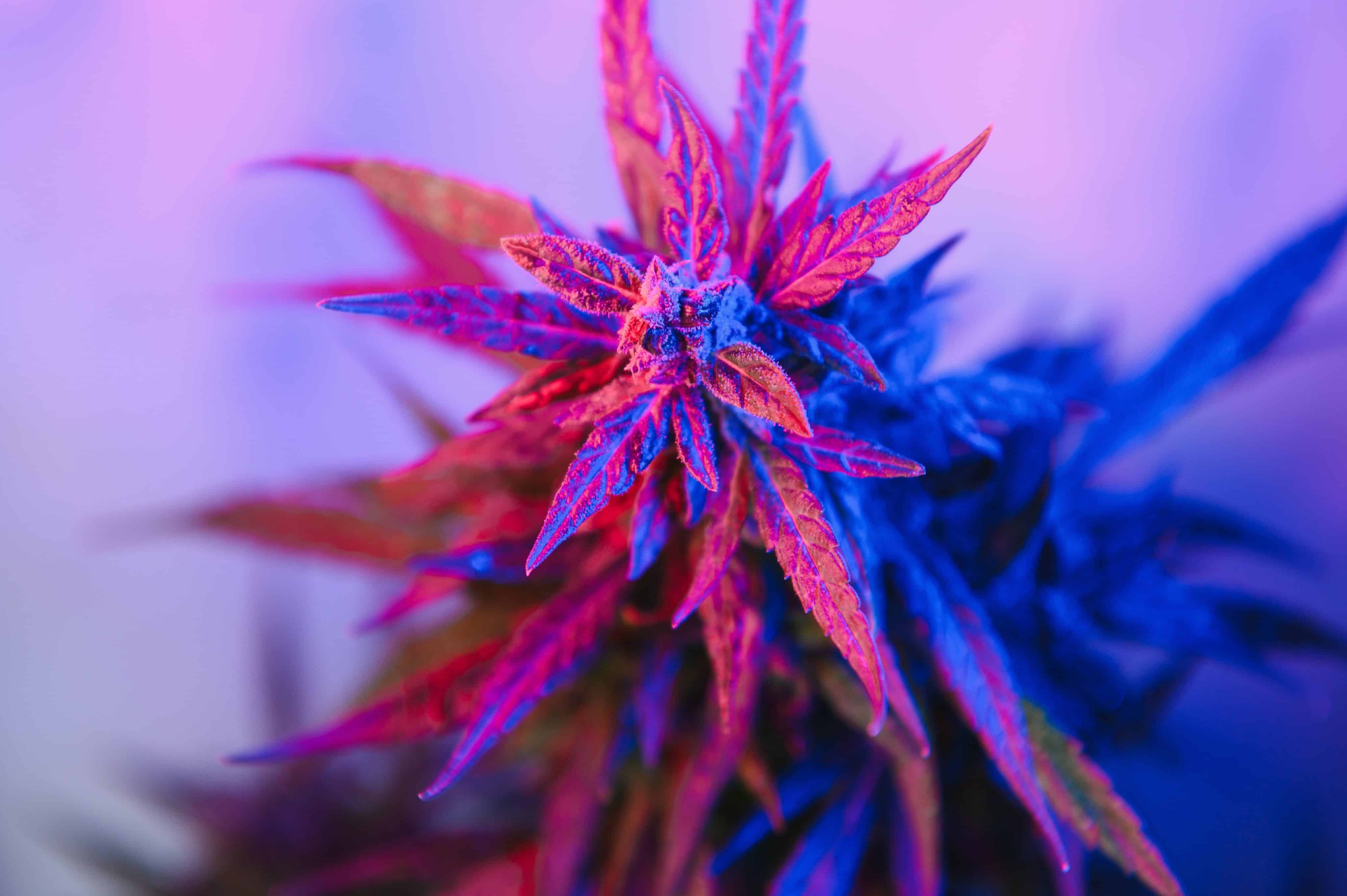 Washington To Do Away With 37% Medical Cannabis Tax