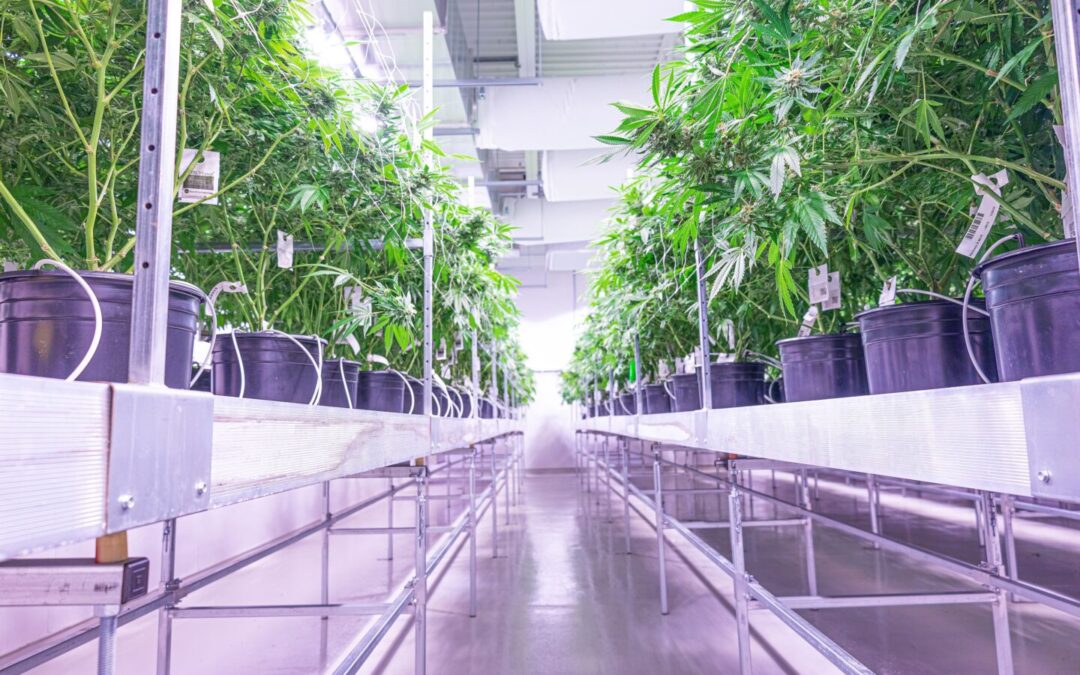 Humboldt County Voters Reject Weed Cultivation Regulation Initiative