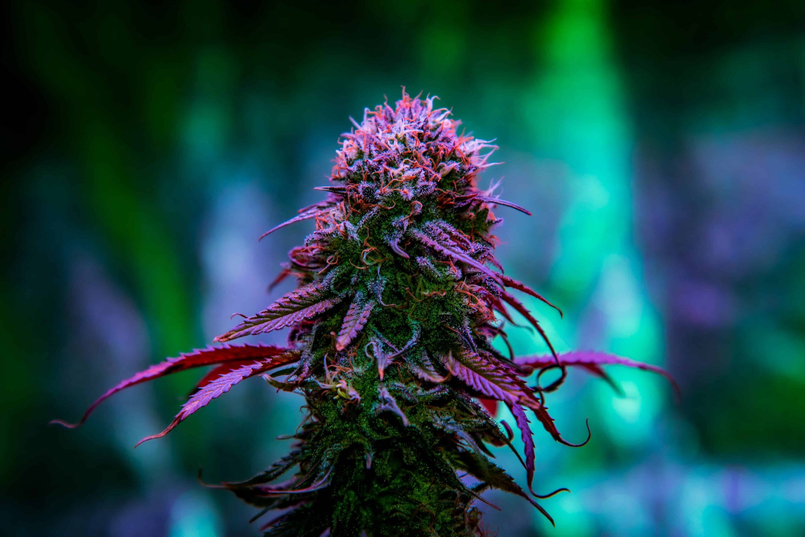 Minnesota To Crack Down on Illegal Flower Sales, Including Full-Strength Hemp