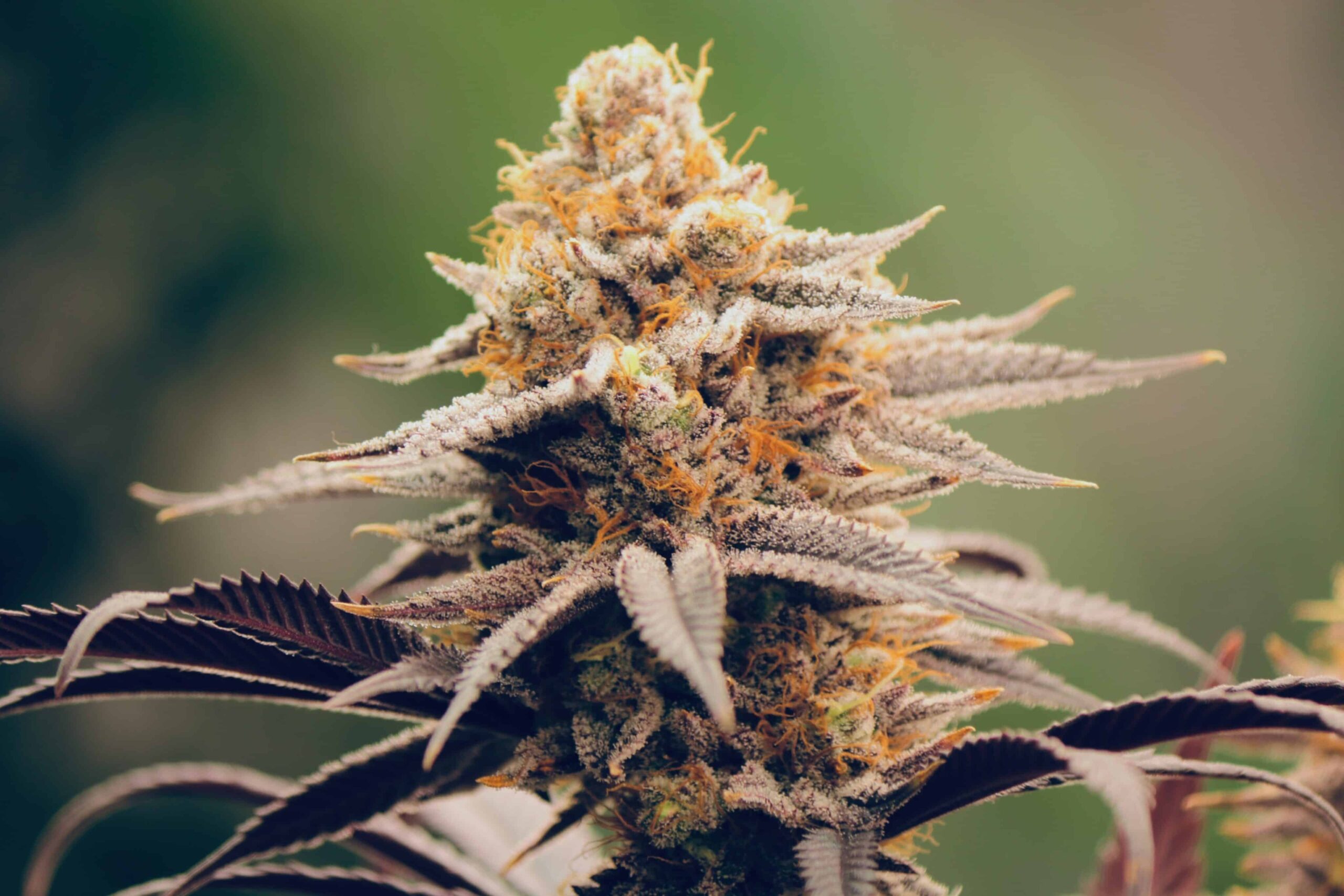 Australian Endometriosis Patients Find Relief Through MMJ Despite Cost Barriers