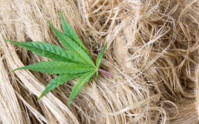Hemp Fiber Market to Hit Over $50B by 2028, Report Indicates