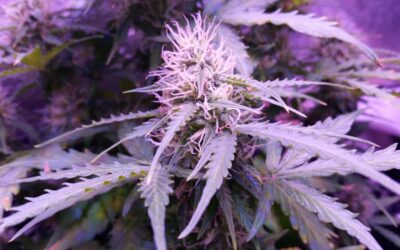 Three Out of Four Americans Live in State with Adult-Use or Medical Cannabis, Pew Research Center Finds