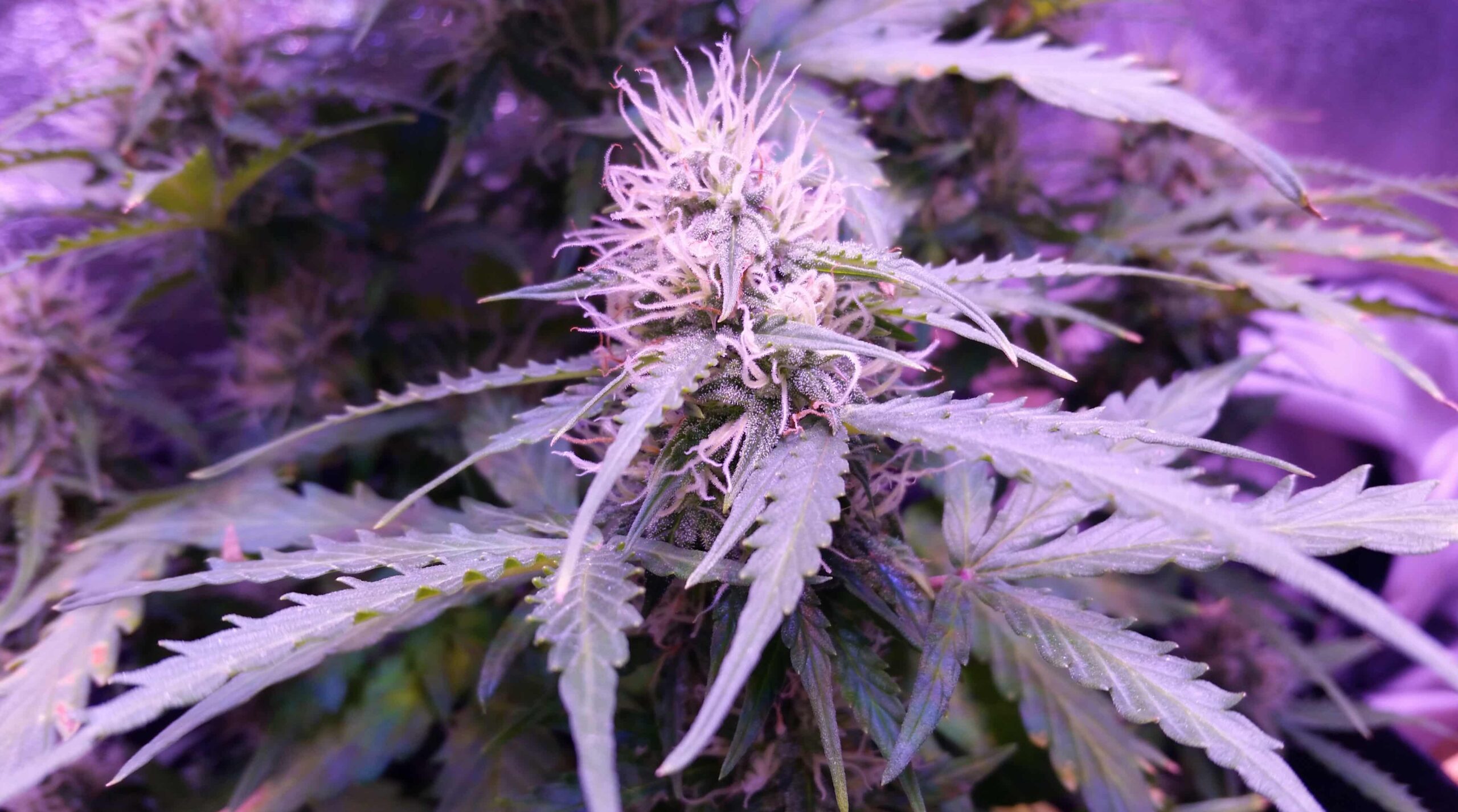 Three Out of Four Americans Live in State with Adult-Use or Medical Cannabis, Pew Research Center Finds