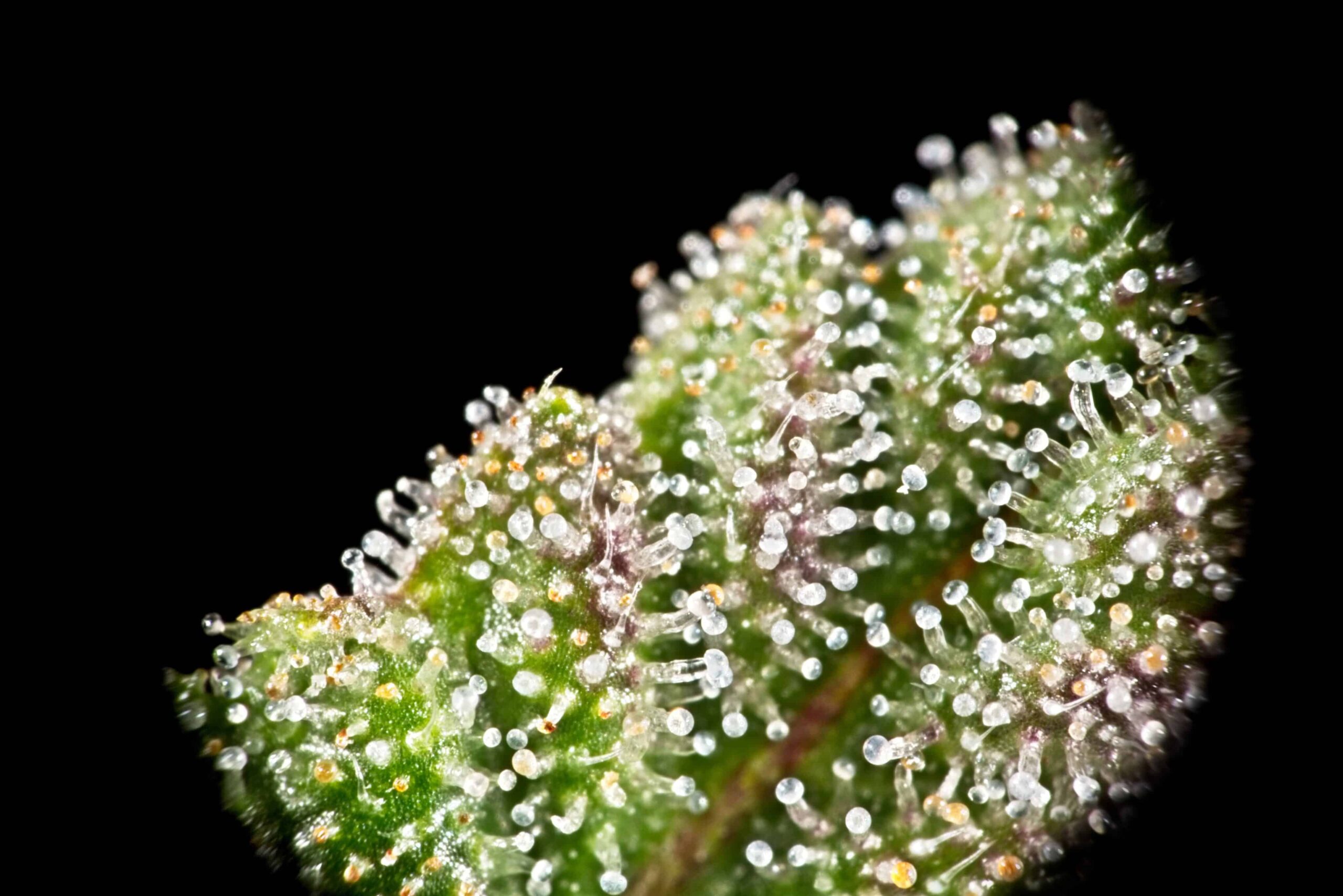 Minnesota Bill Doubles Home Grow Plant Count for MMJ Patients