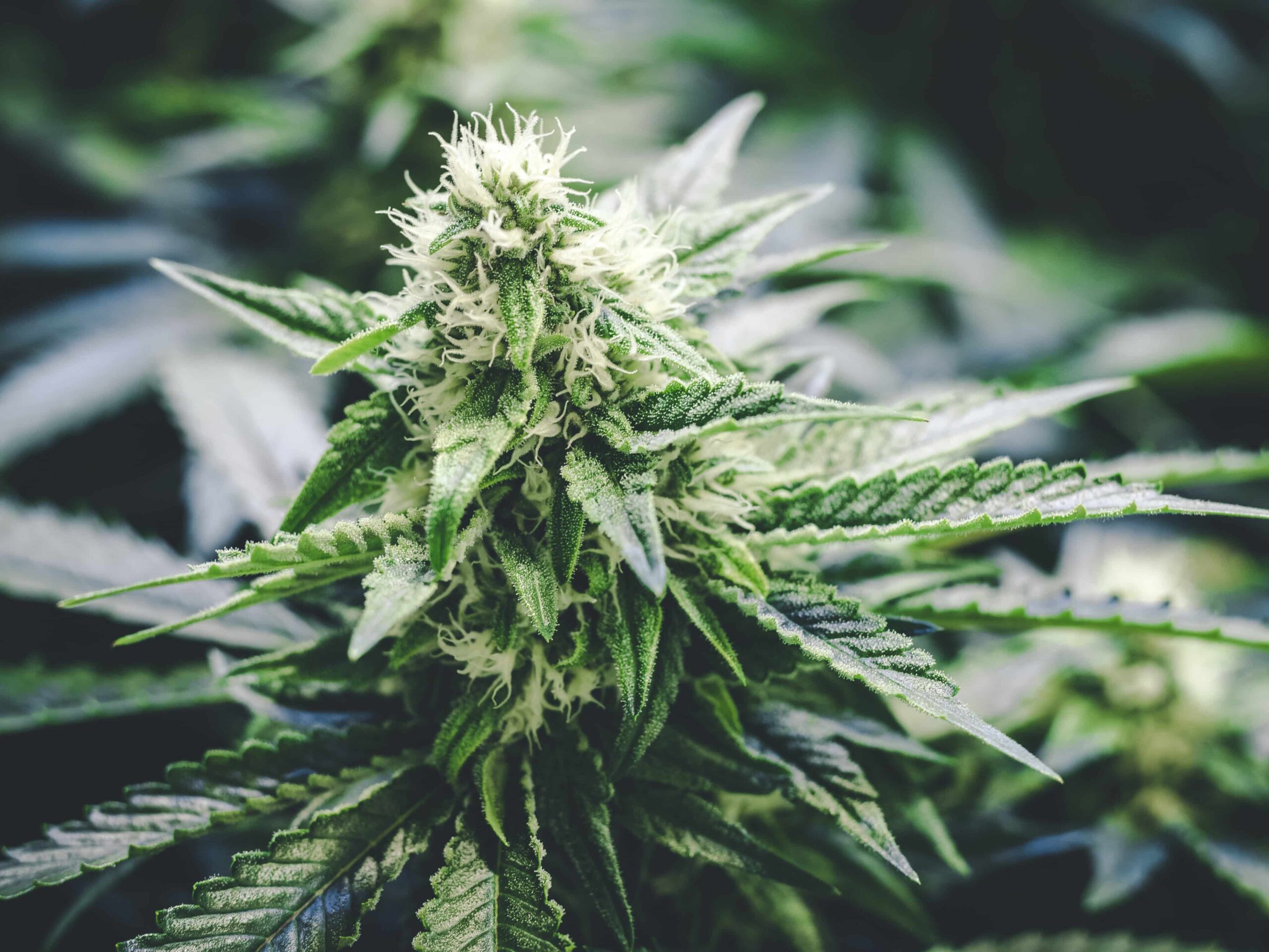 New Study Reveals THC Potency Inflation in Colorado Weed