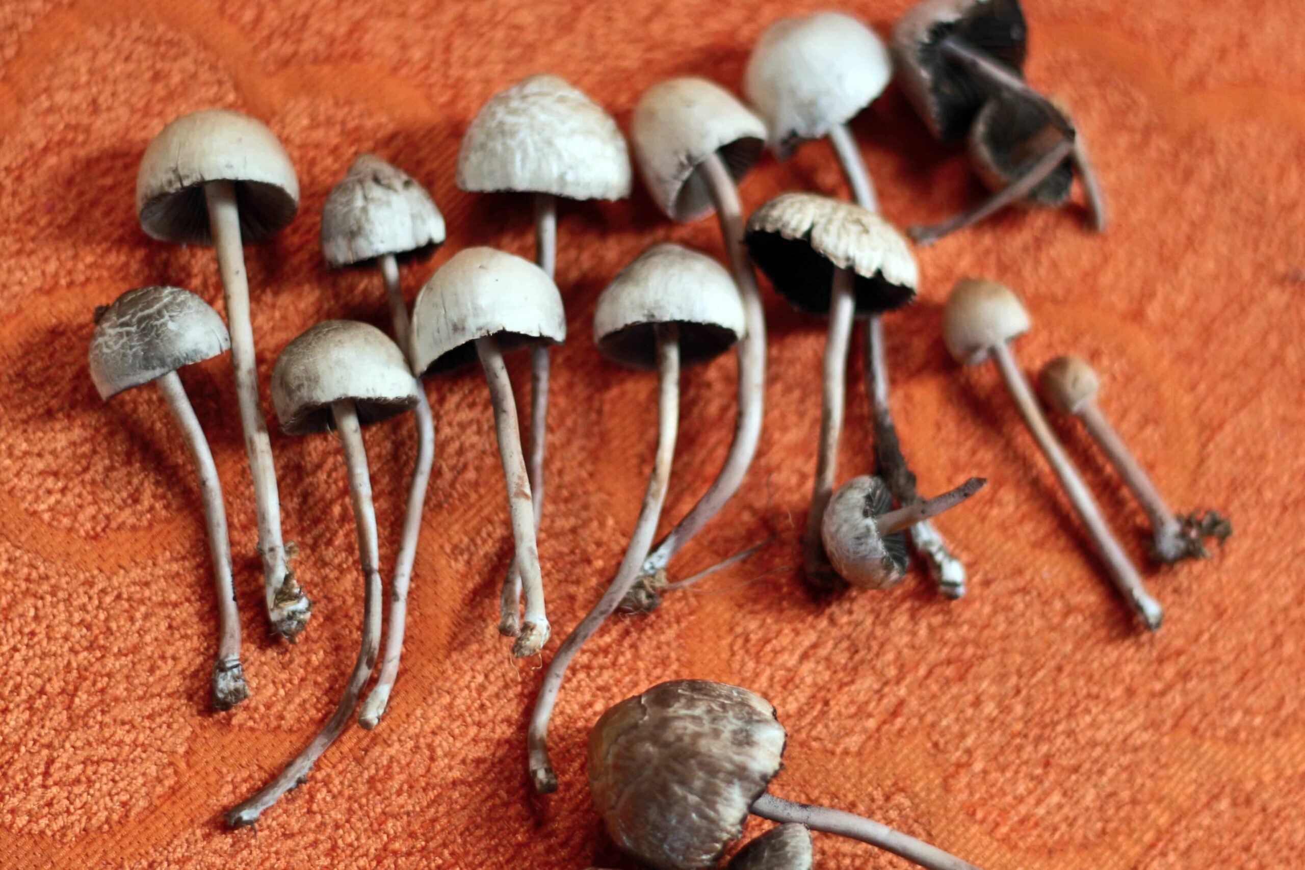 Study Finds Natural Mushroom Extract Has Better Therapeutic Effects Than Synthesized Psilocybin