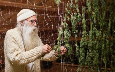 Swami Select: Nurturing cannabis with intention and spirituality
