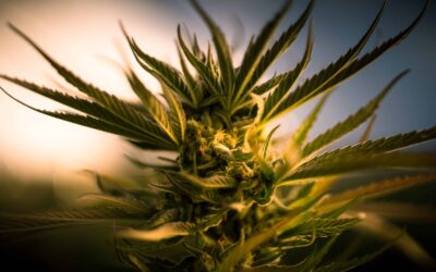 Ohio Releases Proposed Adult-Use Cannabis Regulations