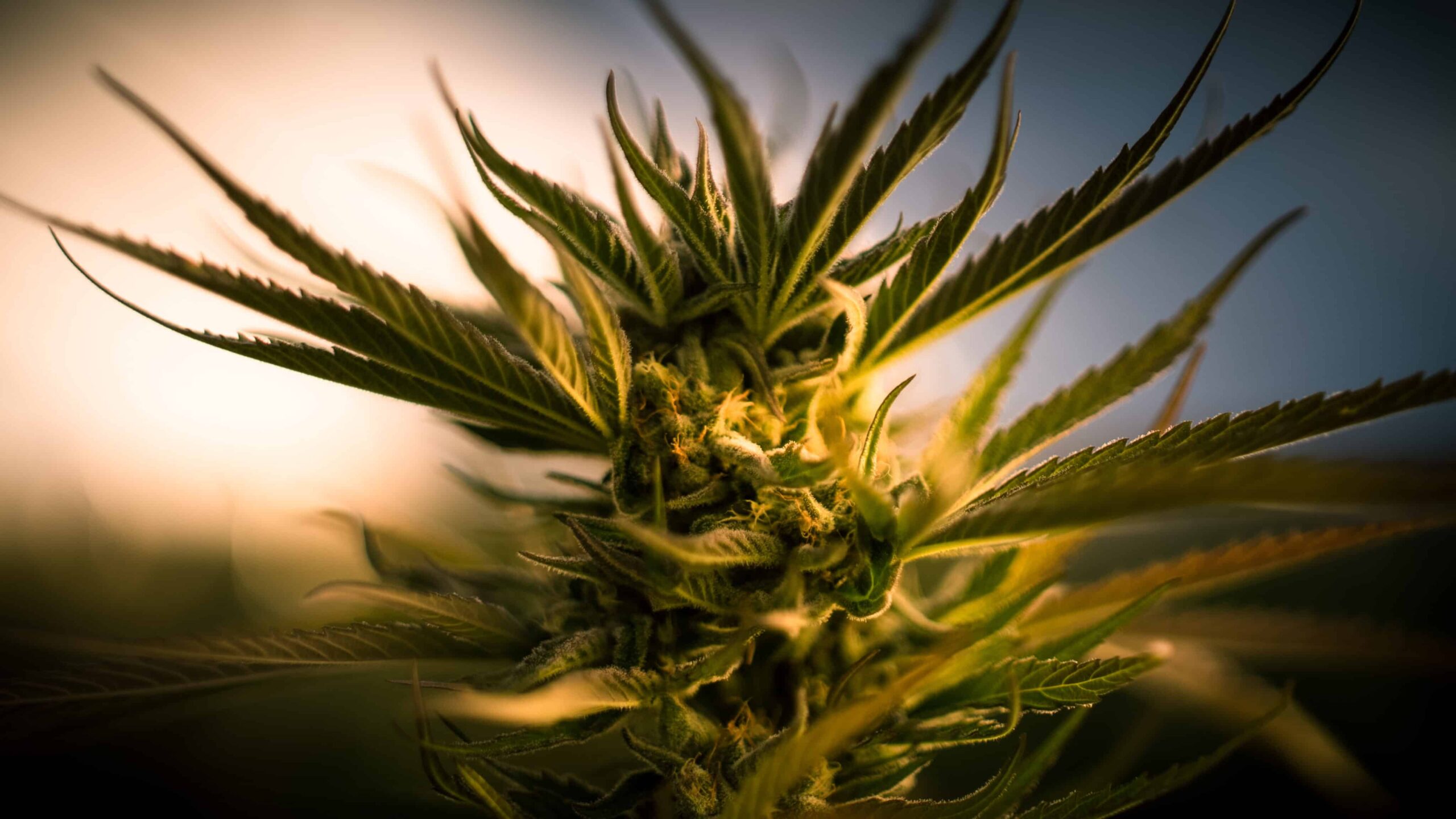 Ohio Releases Proposed Adult-Use Cannabis Regulations