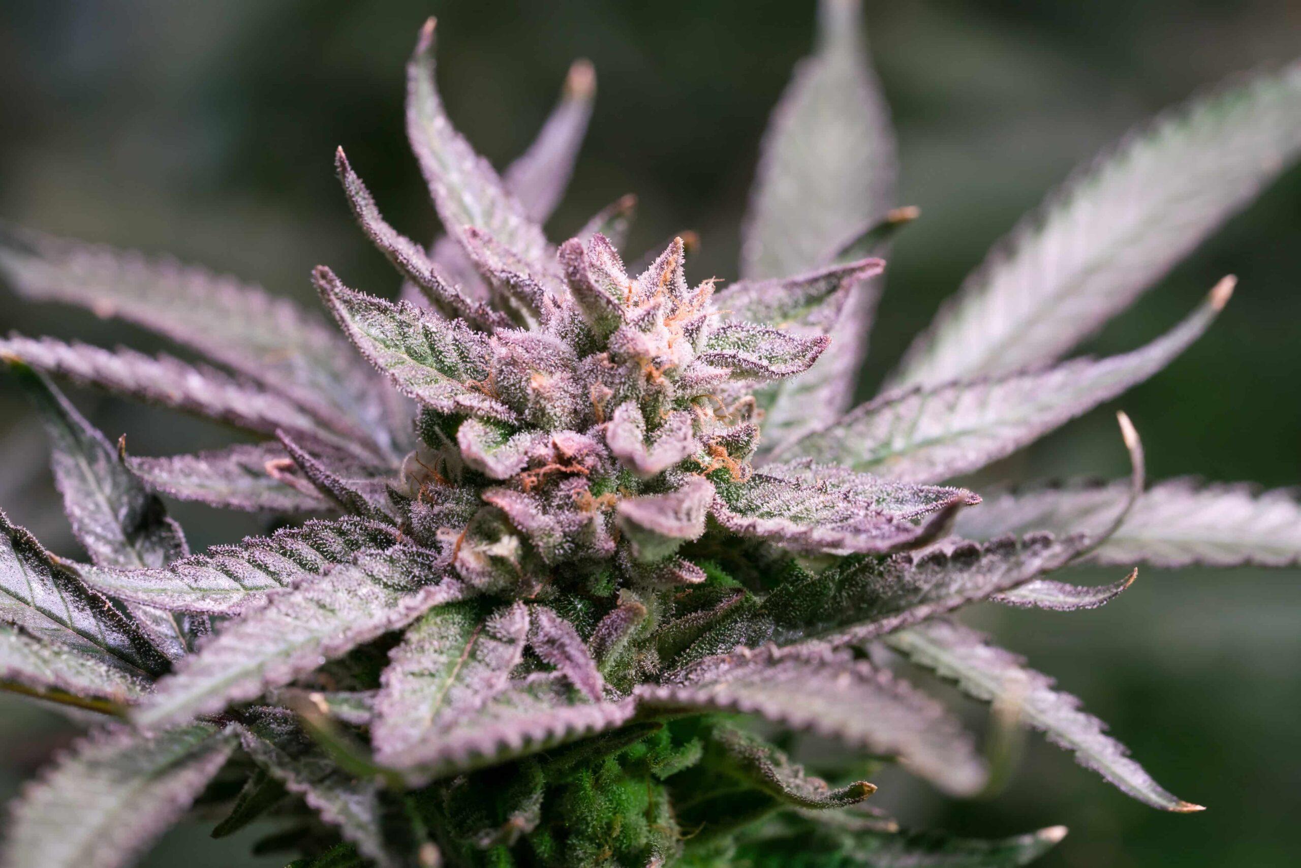 Office of the Pardon Attorney Requests Funds To Tackle Pardon Applications