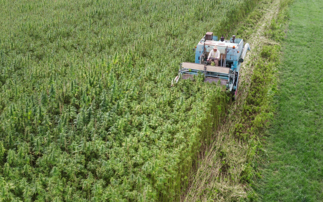 U.K. Eases Restrictions on Hemp Agriculture