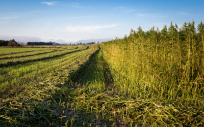 Ohio Company Signs Deal To Grow Hemp for Bioplastic