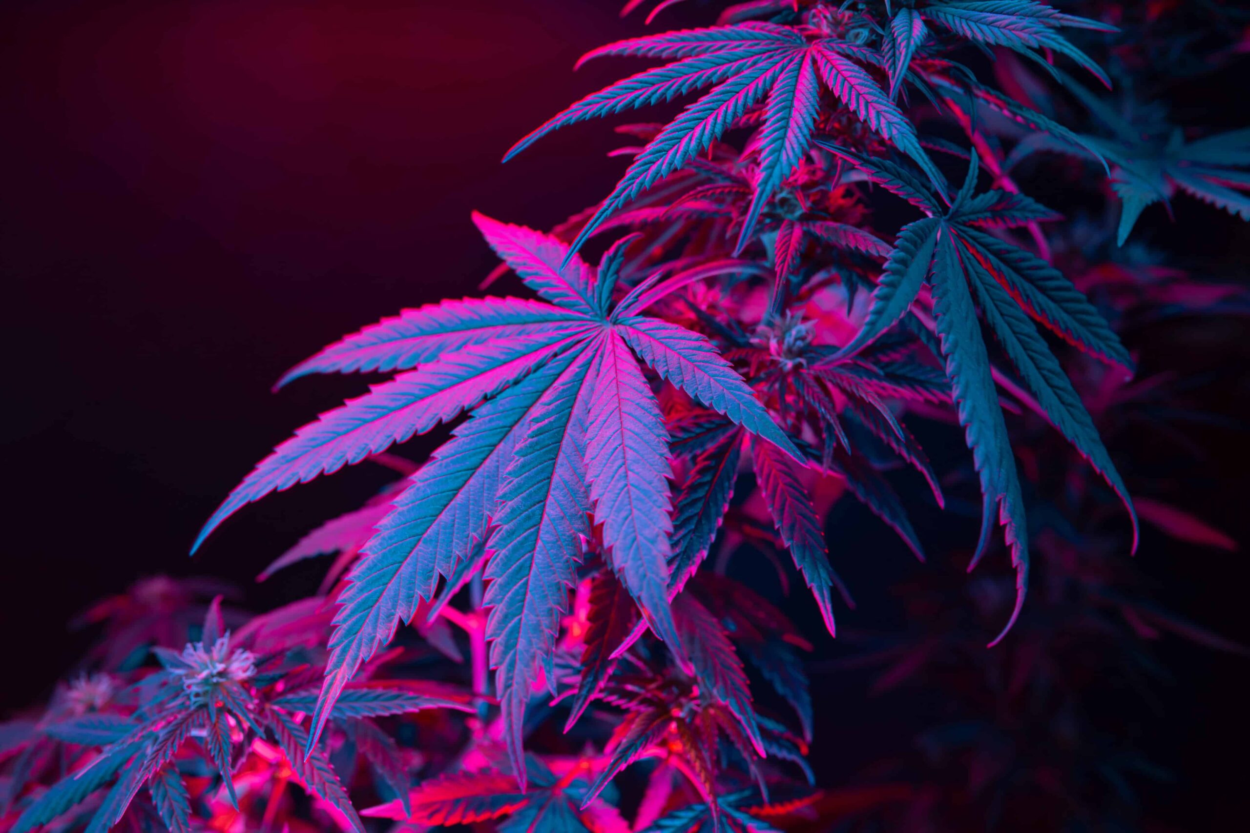 Hawaii House Committee Declines Hearing for Rec Weed Measure, Killing Effort for 2024