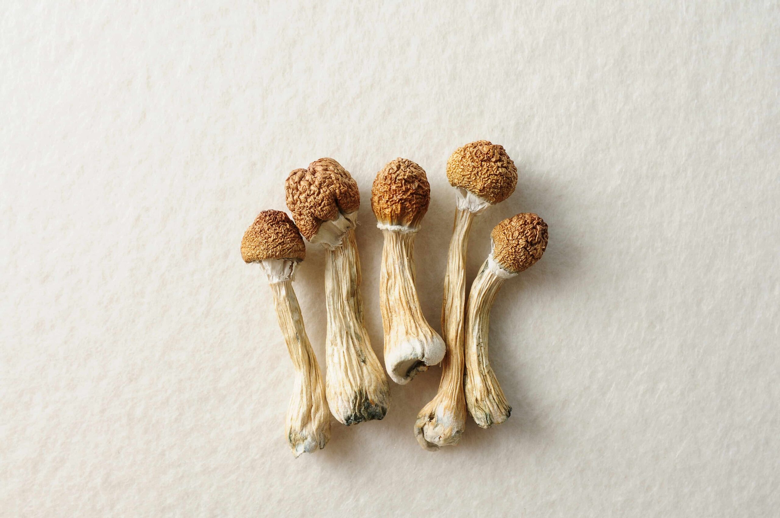 Amended Maine Bill To Establish Psychedelic Research Committee Heads to Gov.