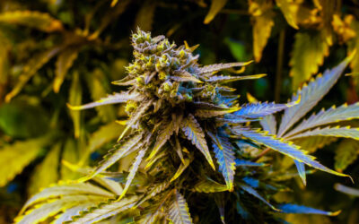 Con Artist Invented Fictional Pot Businesses, Hemp Farm To Scam Over $18M