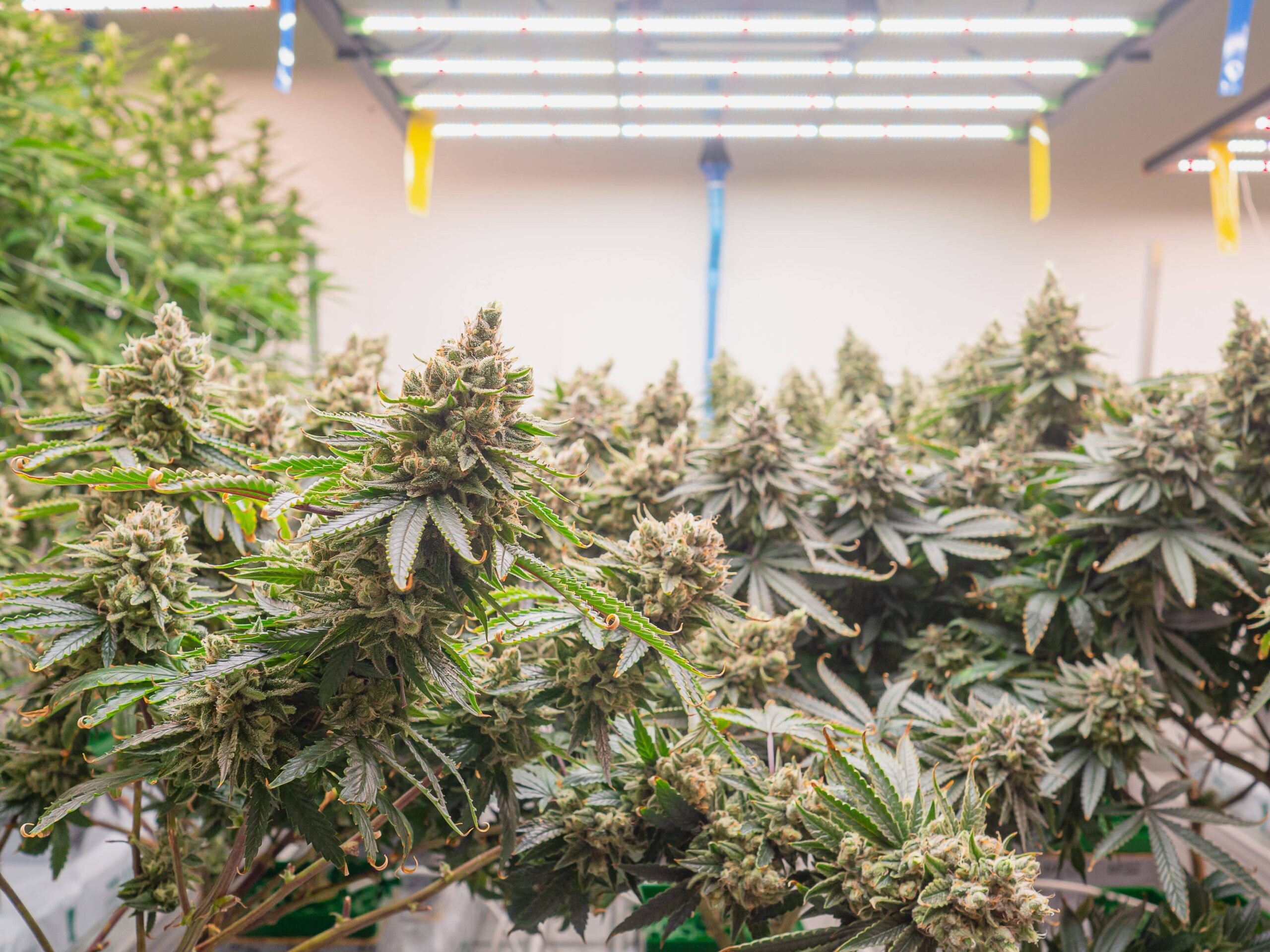 75-Year-Old New Zealand Man Arrested for Growing 250 Illegal Weed Plants