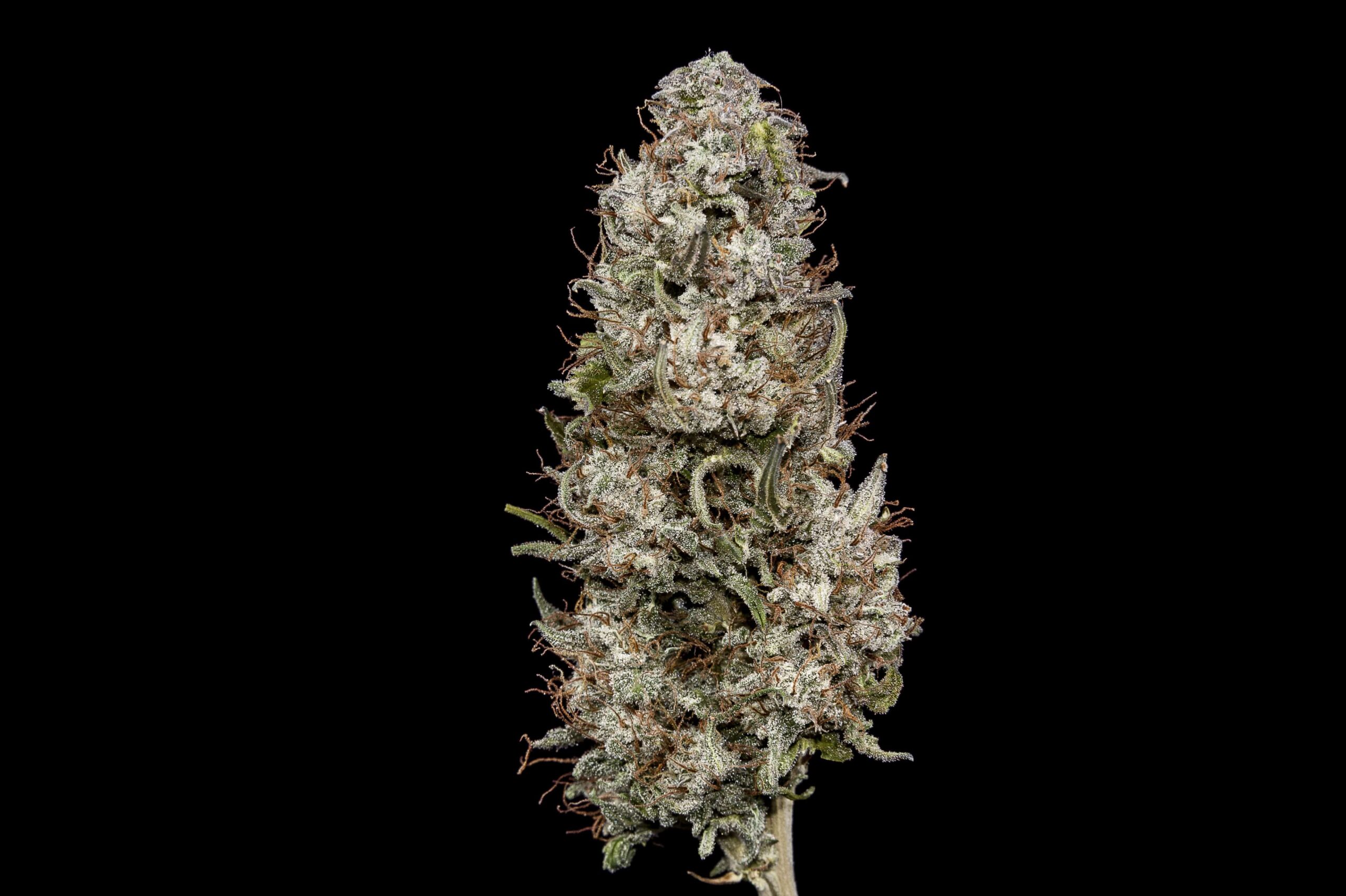 Florida Adult-Use Cannabis Initiative Approved for November 2024 Ballot