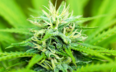 Justice Department Publishes Proposed Rule to Reclassify Cannabis, Begins Accepting Public Comments